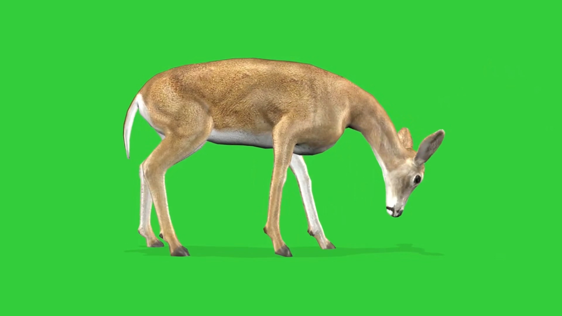 小鹿吃草 动物绿幕视频素材下载 @特效牛绿幕素手机特效图片